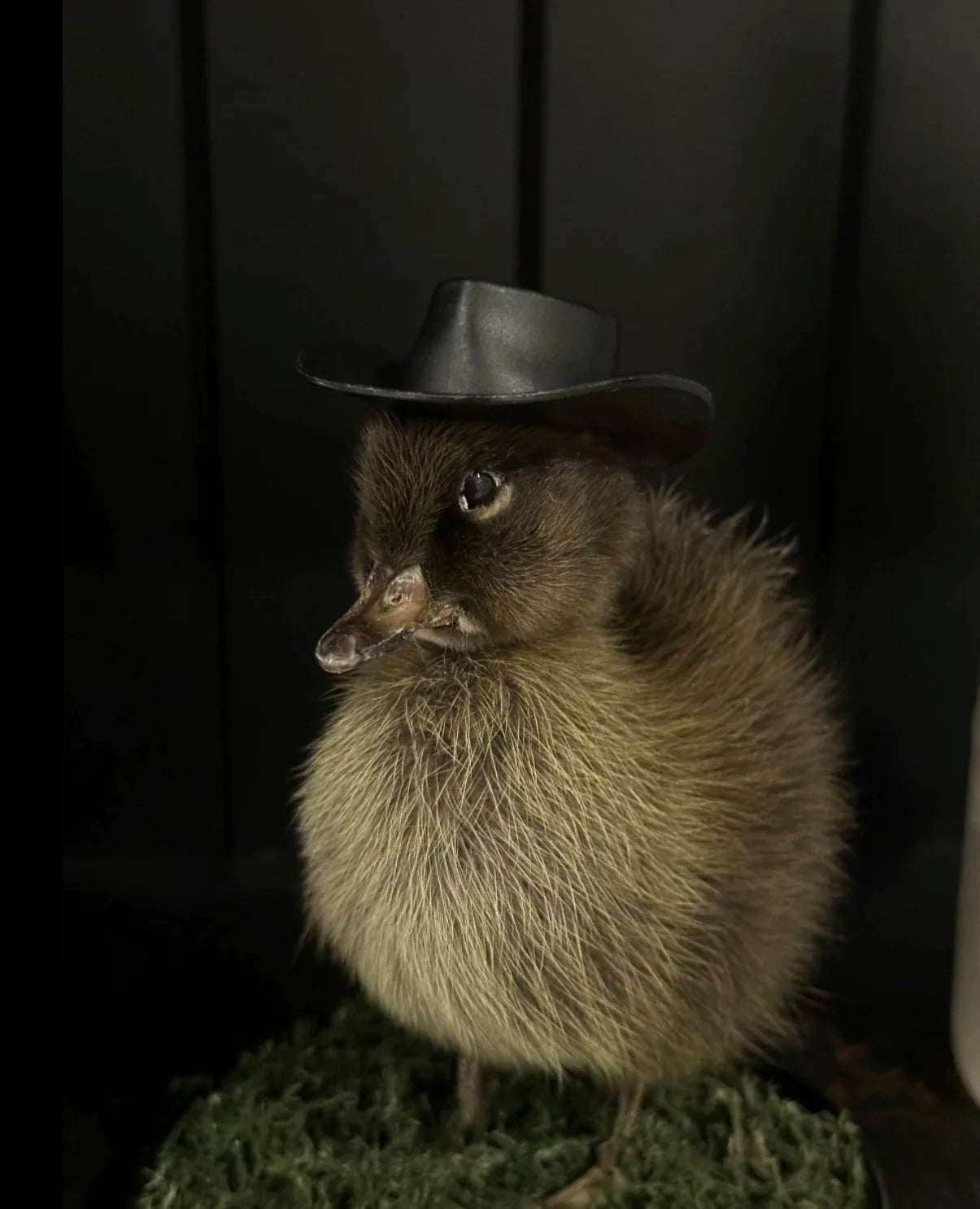 Rootin’ Tootin’ Cowboy Duckling Dome
