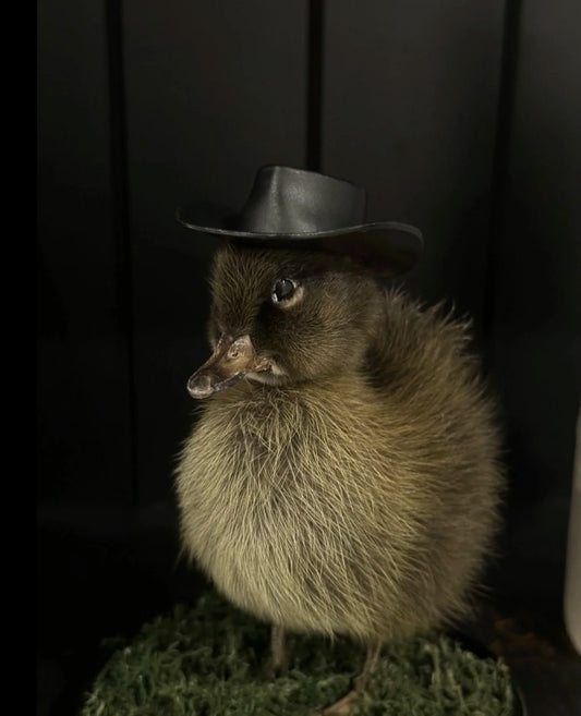 Rootin’ Tootin’ Cowboy Duckling Dome