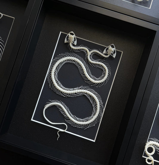 Double-Headed Snake #2