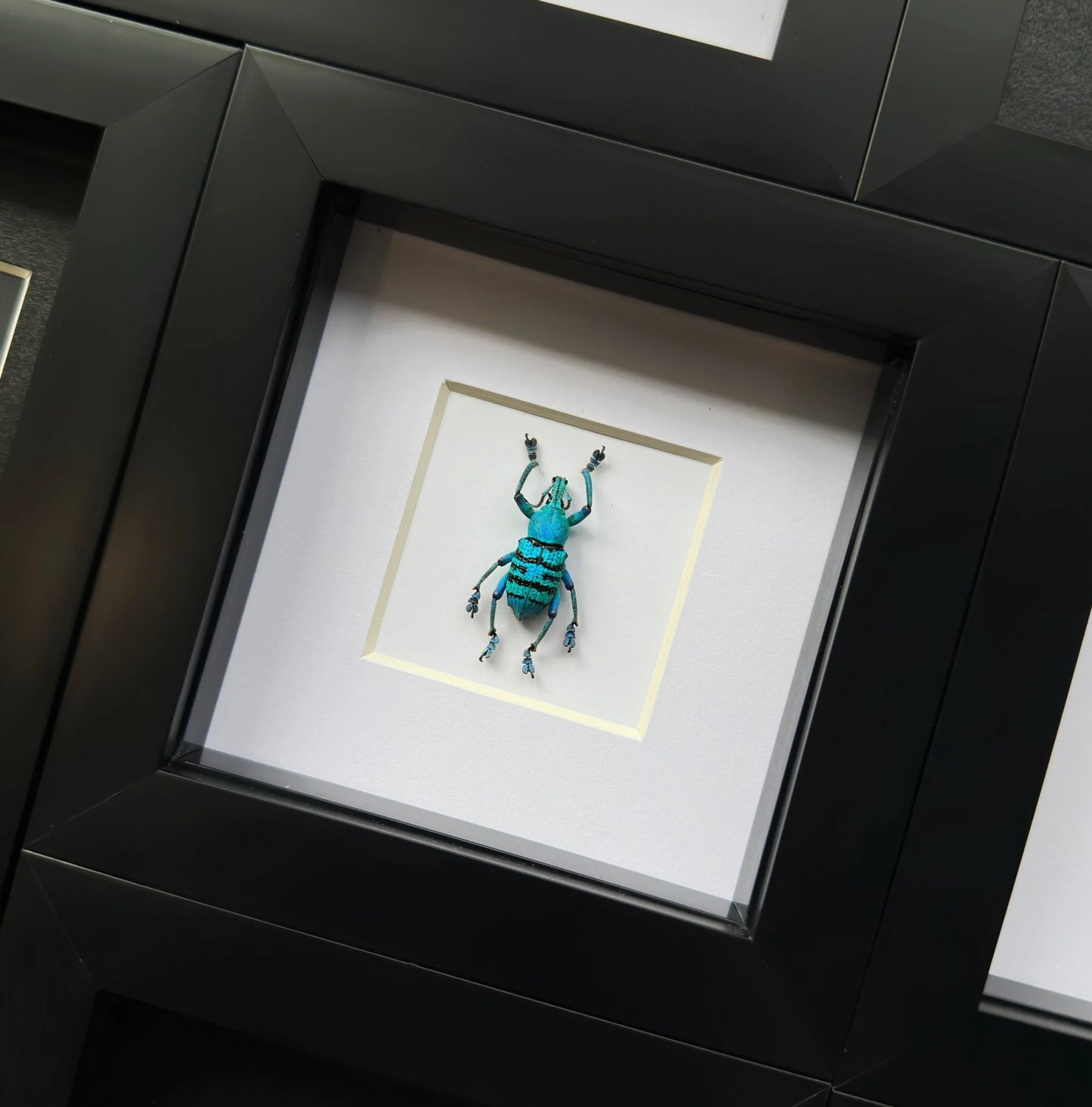 Blue Weevil