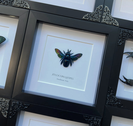 Black Carpenter Bee (Xylocopa Latipes)