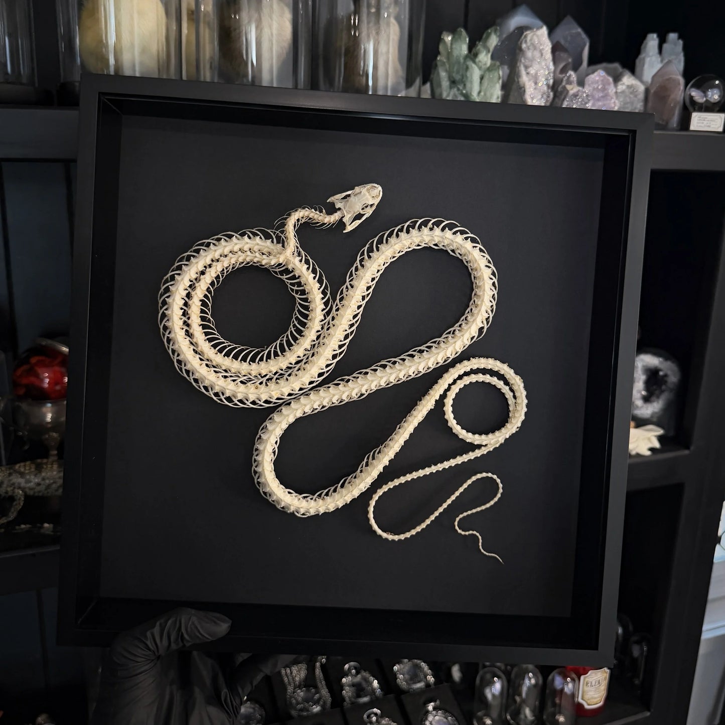 XXL Coiled Snake Skeleton