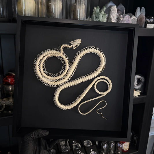 XXL Coiled Snake Skeleton