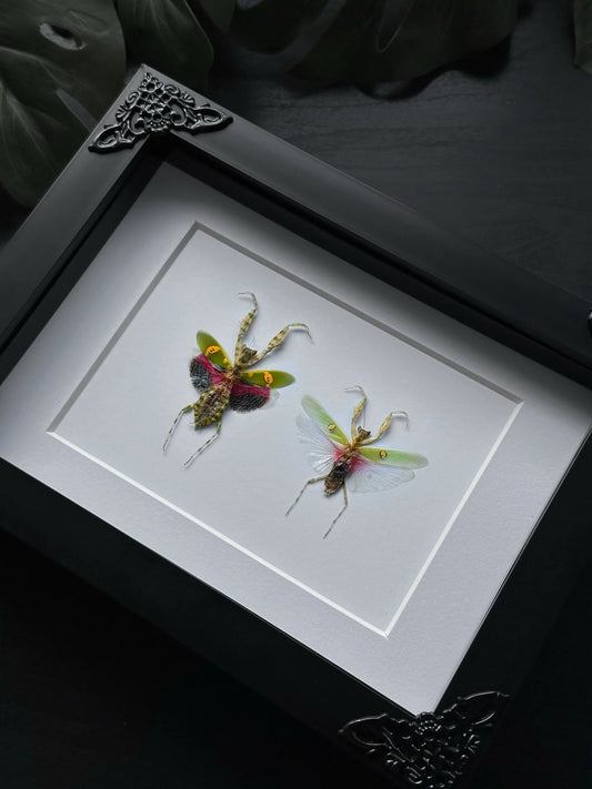 Mantis Pair