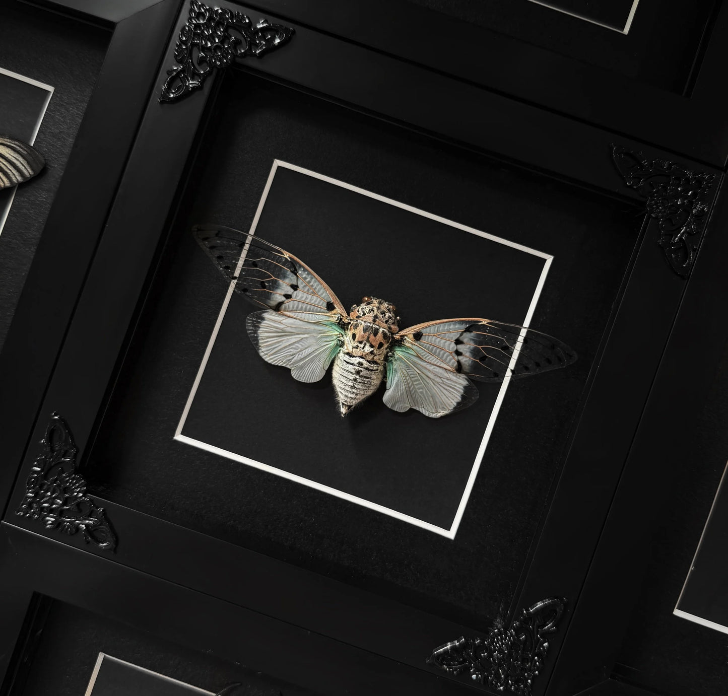 Ghost Cicada (Square)