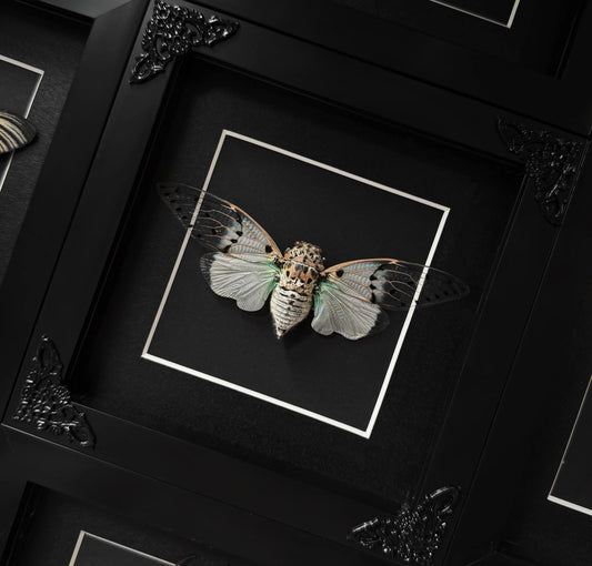 Ghost Cicada (Square)
