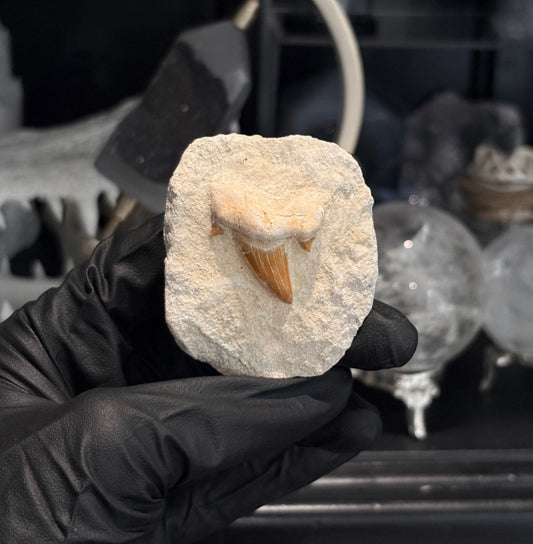 Fossilised Shark Tooth Medium