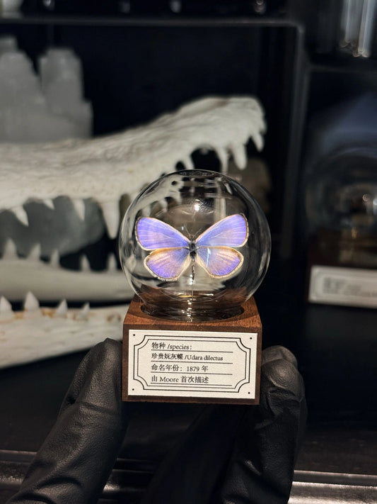 Purple Butterfly Bubble