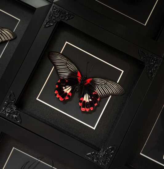 Red Mormon