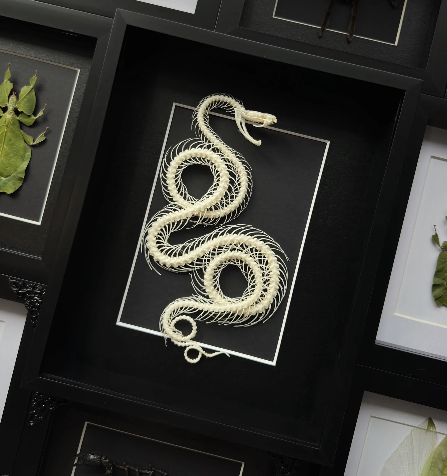 MID JULY PREORDER- XL Double Coiled Viper Snake