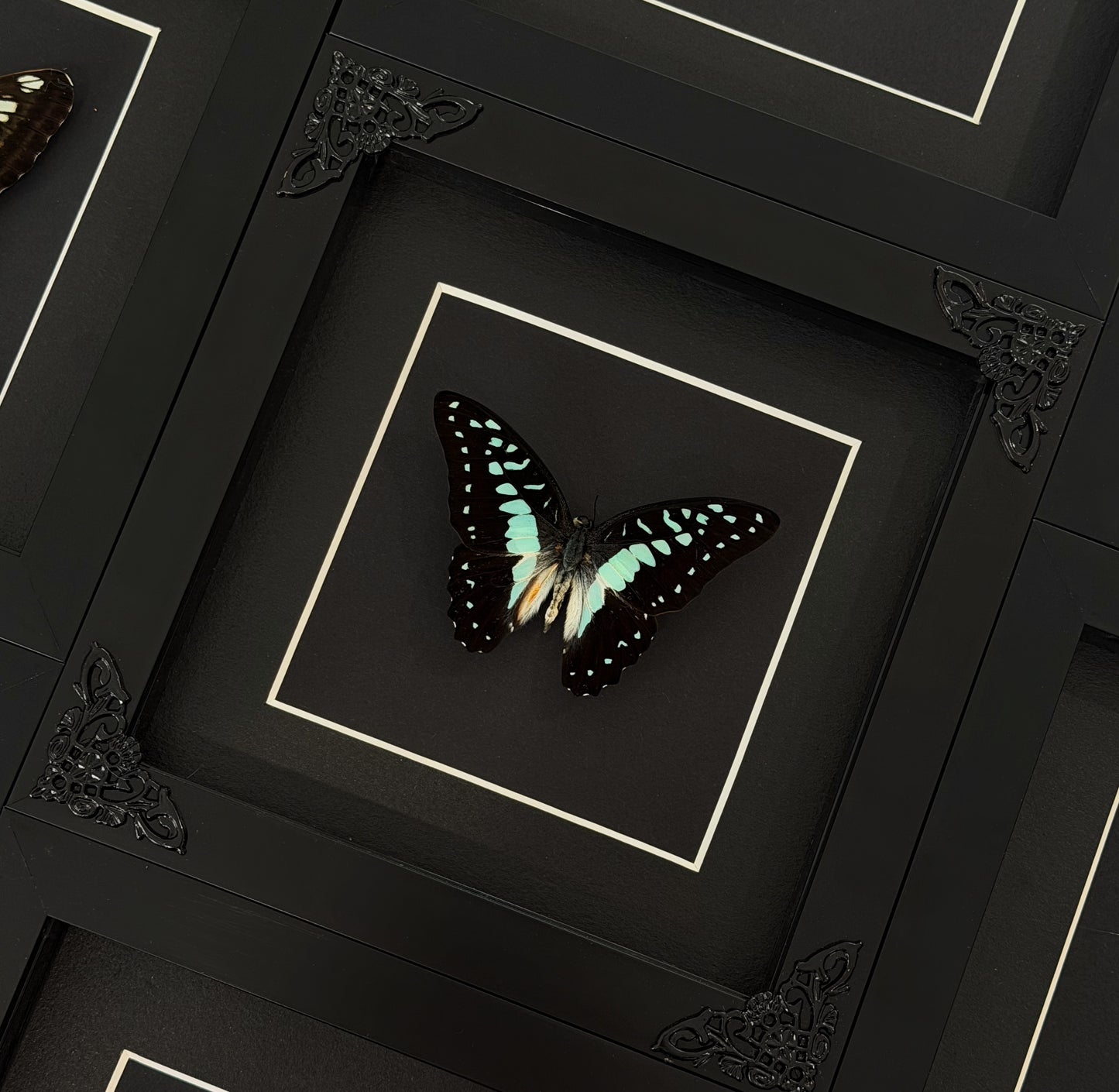 Blue Tiger Butterfly