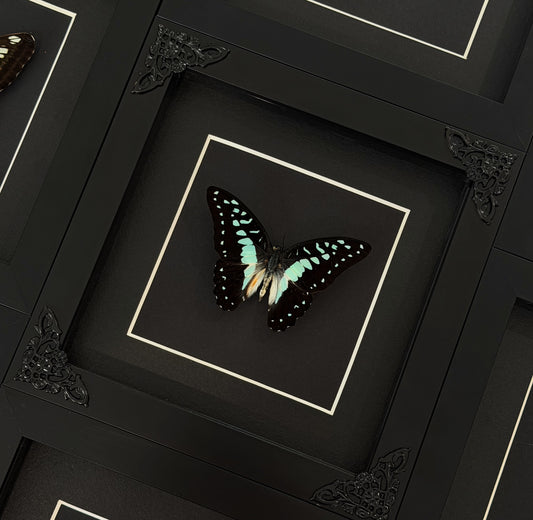 Blue Tiger Butterfly