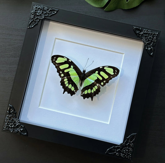 Malachite Butterfly (Siproeta stelenes)