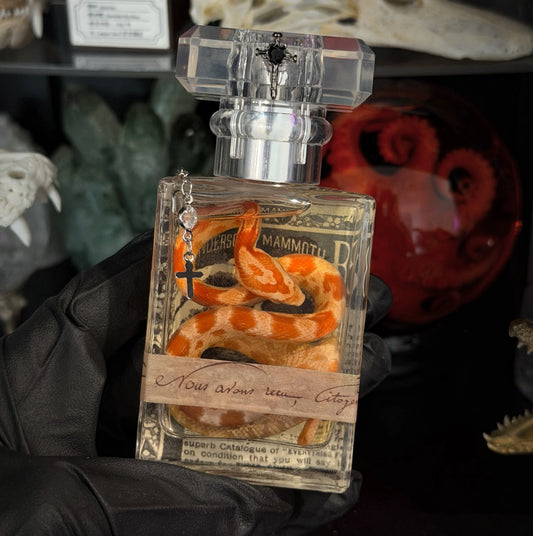 Vintage Style Snake Specimen