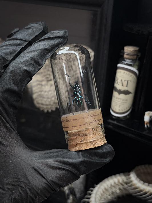 Uncommon Stary Weevil Vial