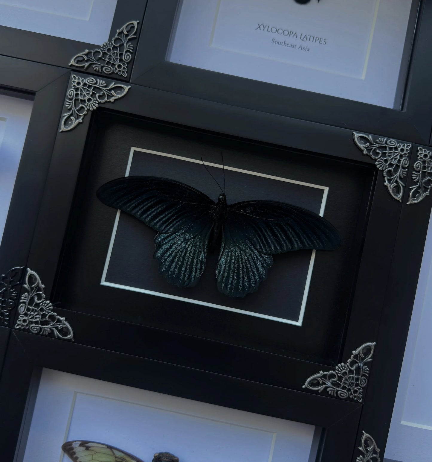 Papilio Memnon