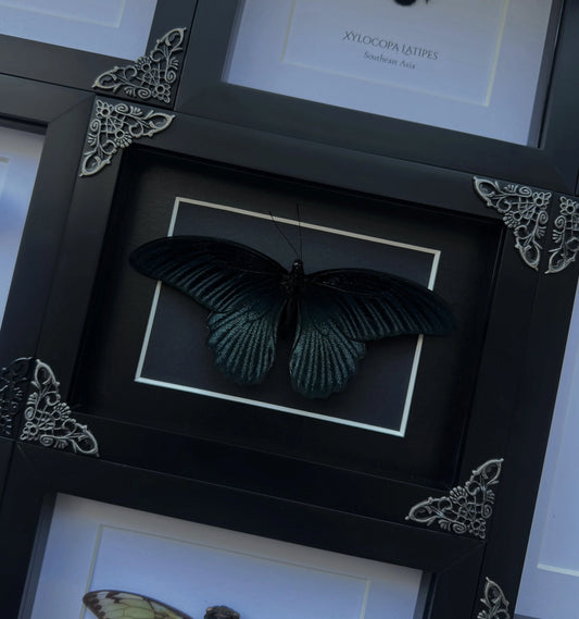 Papilio Memnon