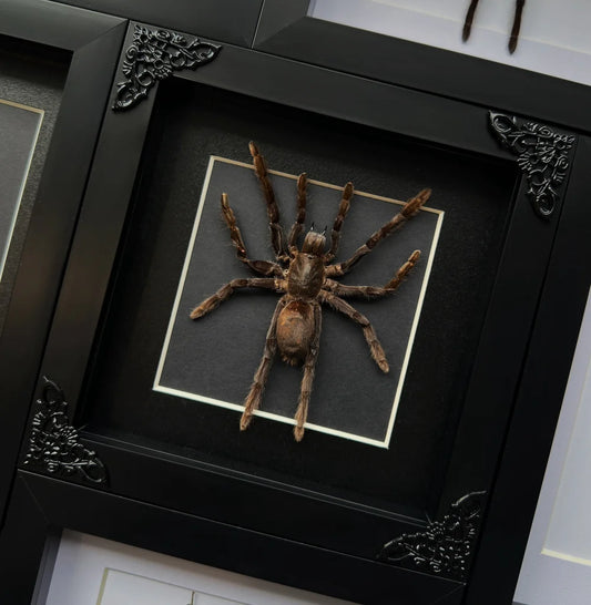 Lepidora Entomology tarantula with brown and black hairy body sitting on a branch in a terrarium.