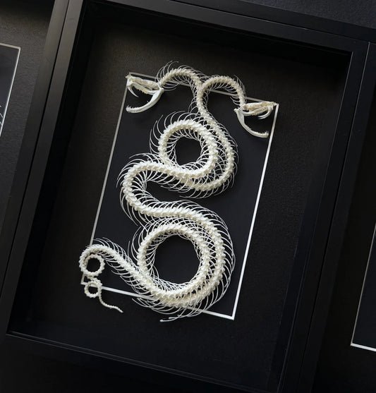 Close-up of the Two Headed Viper replica by Lepidora Entomology showing detailed scales and two distinct snake heads.