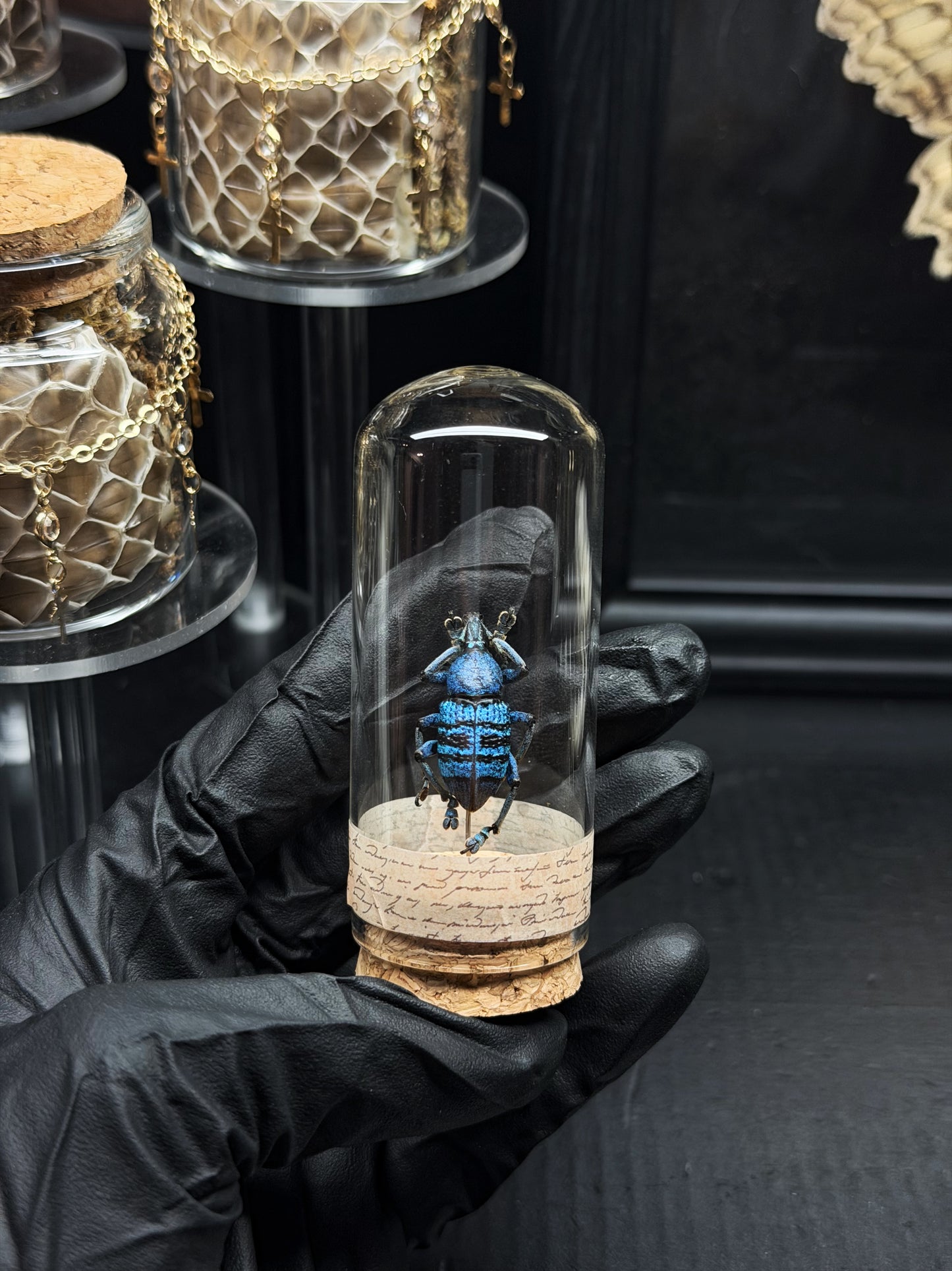 Dark Blue Weevil