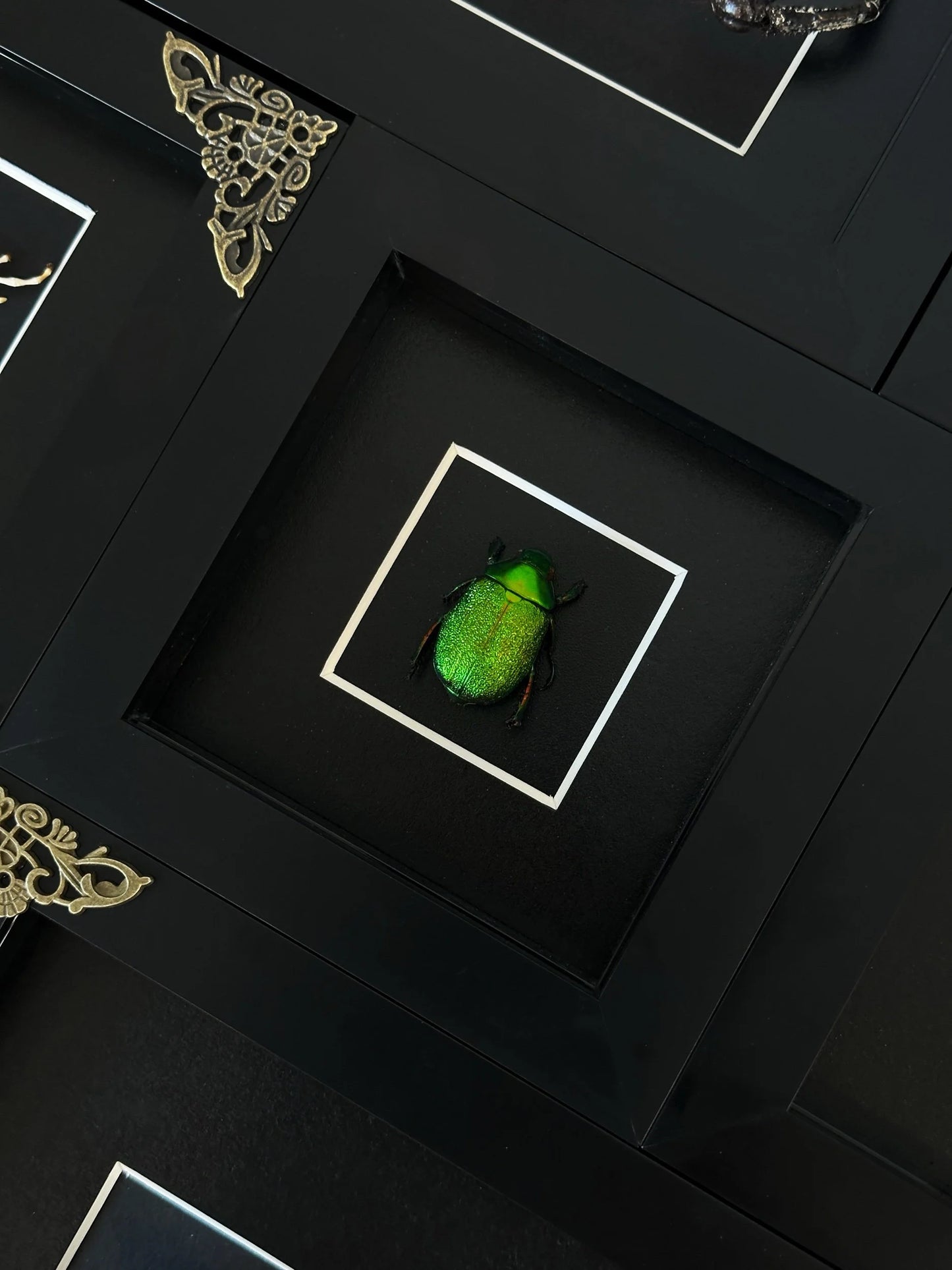 Chrysophora Beetle