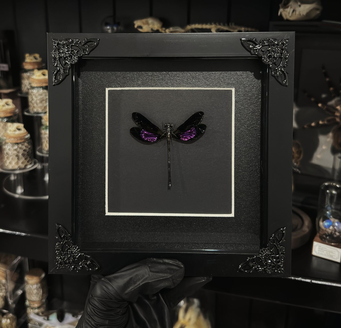 Metalic Purple DragonFly (Euphaea variegata)