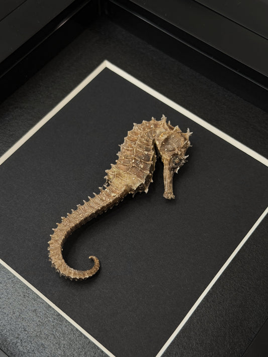 Dried Seahorse Frame
