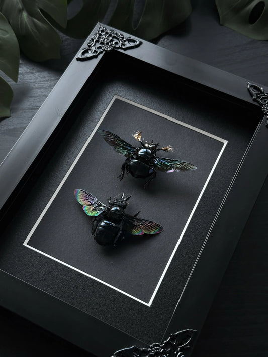 Black Carpenter Bee (Male + Female)
