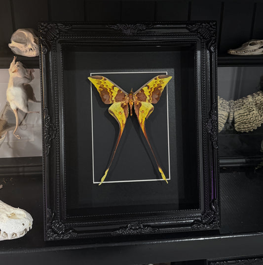 Uncommon Indonesian Moon Moth (Actias Maenas Doubleday)