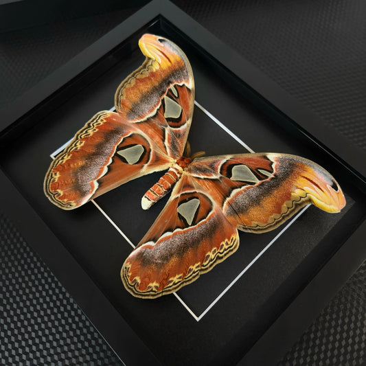 GIANT Atlas Moth