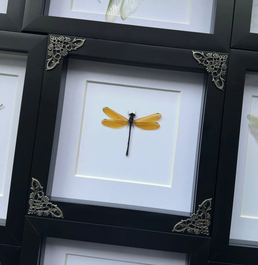 Lara Lara Damselfly (Euphaea lara lara)