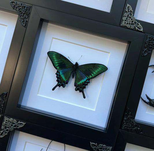 Papilio Maacki
