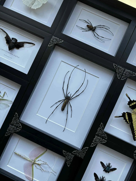 XL Orb Weaver Spider