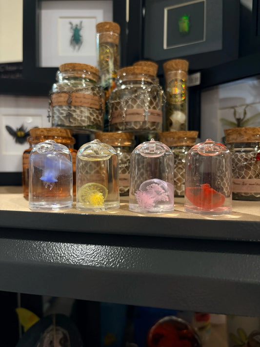 Jellyfish Specimens
