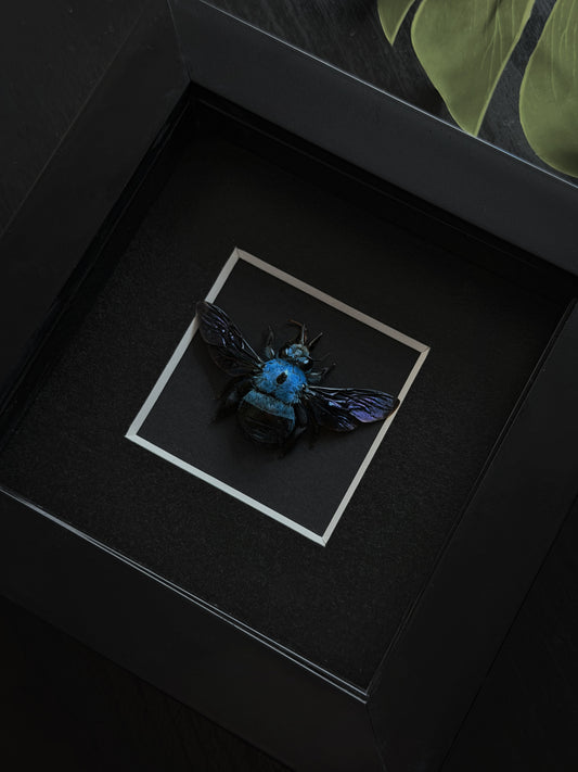 Blue Carpenter Bee