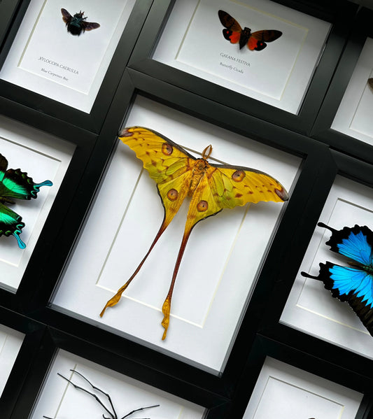 XL Argema Mittrei Comet Moth