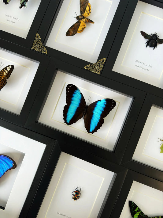 Morpho Achilles