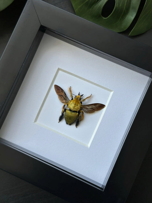 Yellow Bee