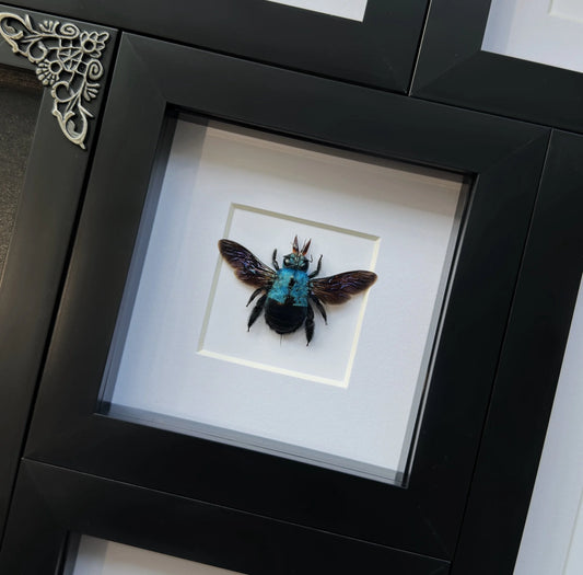 Under $50 – Lepidora Entomology