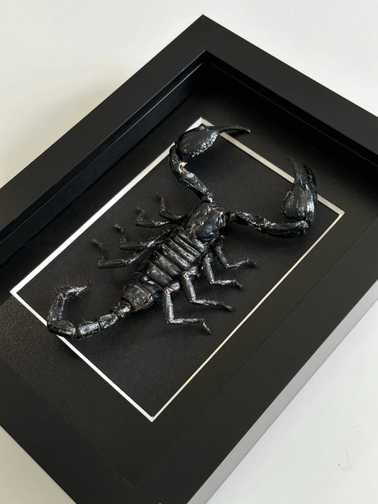 Lepidora Scorpion Frame with intricate metal design, showcasing detailed craftsmanship and dark finish.
