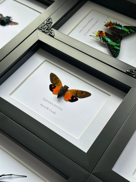 Gaeana Festiva Cicada Orange