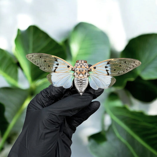 Ghost Cicada (A1) (Unmounted)