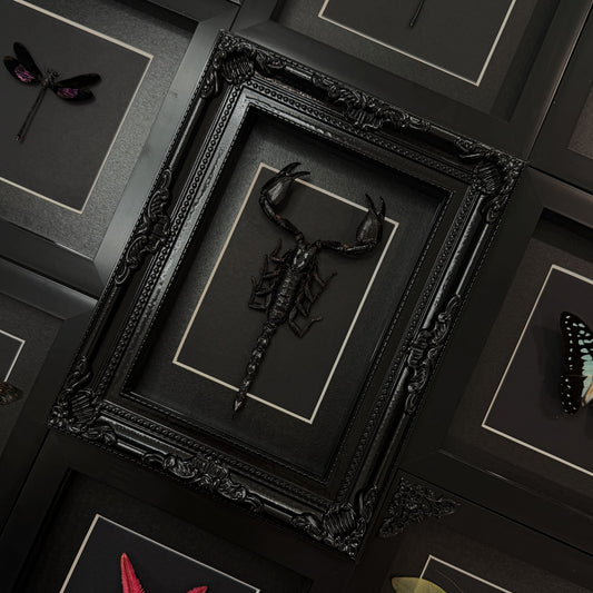 Gothic Scorpion Frame