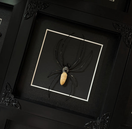 Orb Weaver Spider