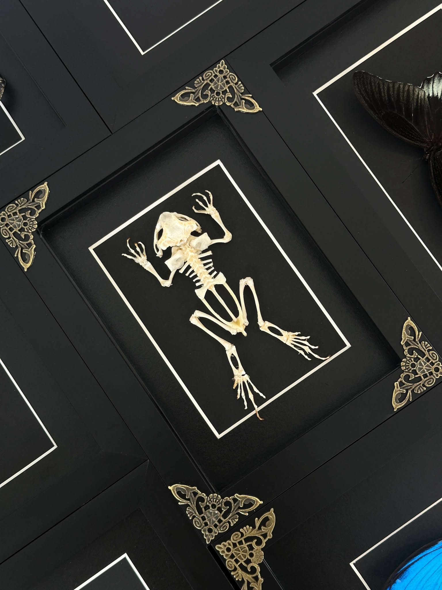 Lepidora Entomology frog skeleton model showing detailed bones and structure on a neutral background.