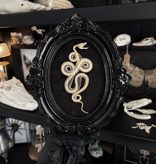 European Style Coiled Snake Skeleton