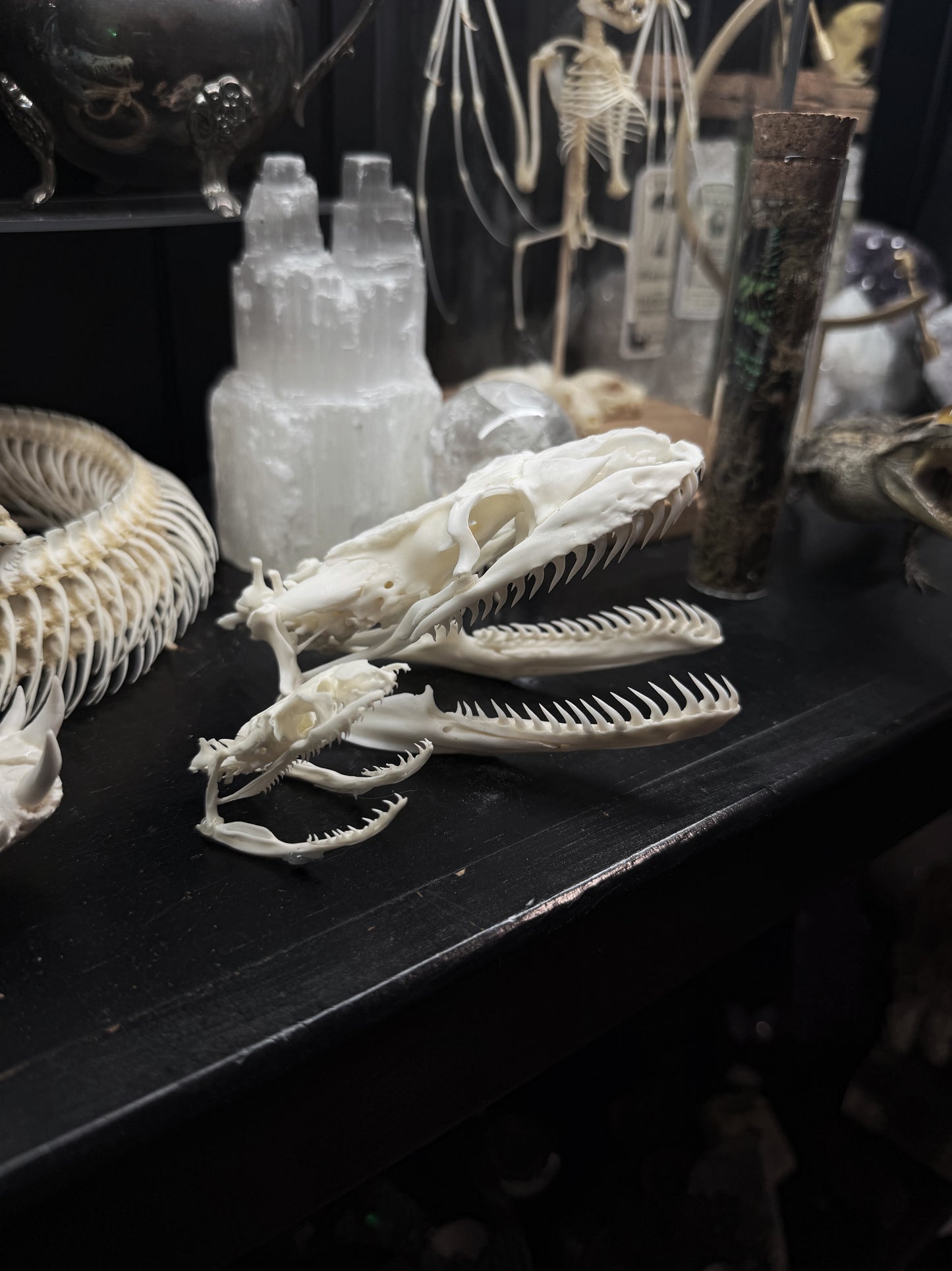 Python Skull
