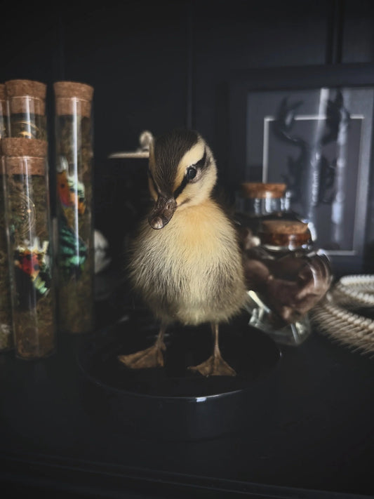 Yellow and Brown Duckling (Dome)