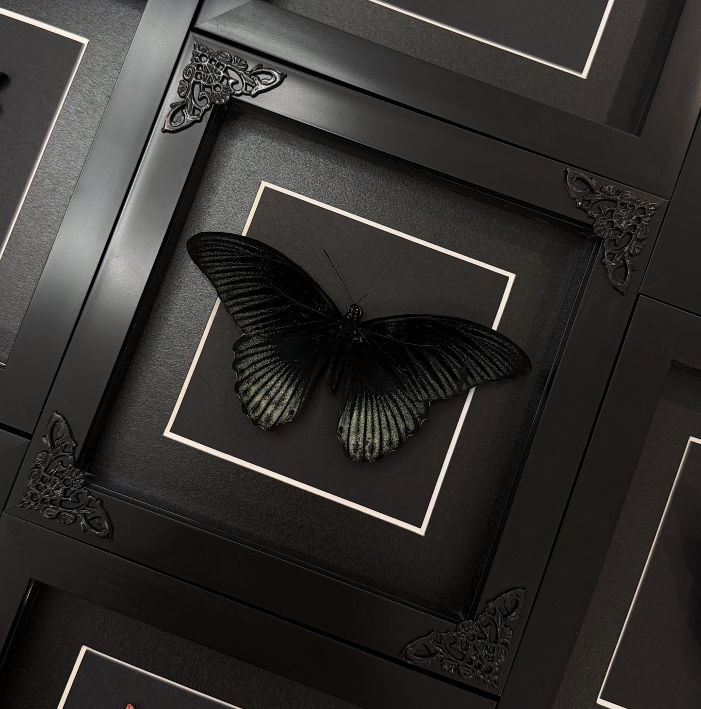 Papilio Memnon