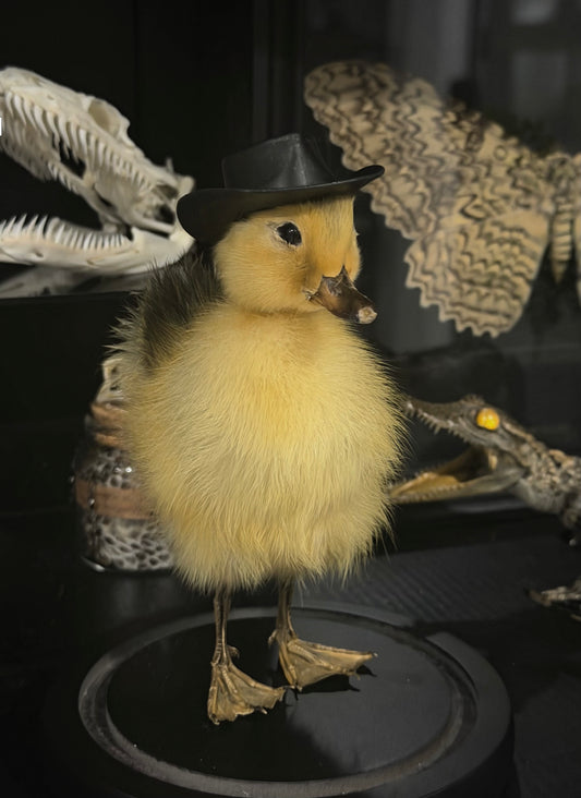 Yehaw Yellow Cowboy Duckling